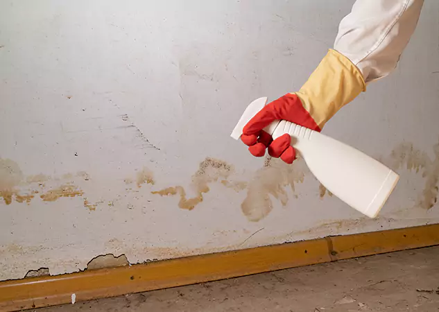 Your Water Restoration and Mold Remediation Specialists in Social Circle, GA